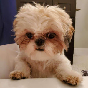 Meet your Posher, Clara